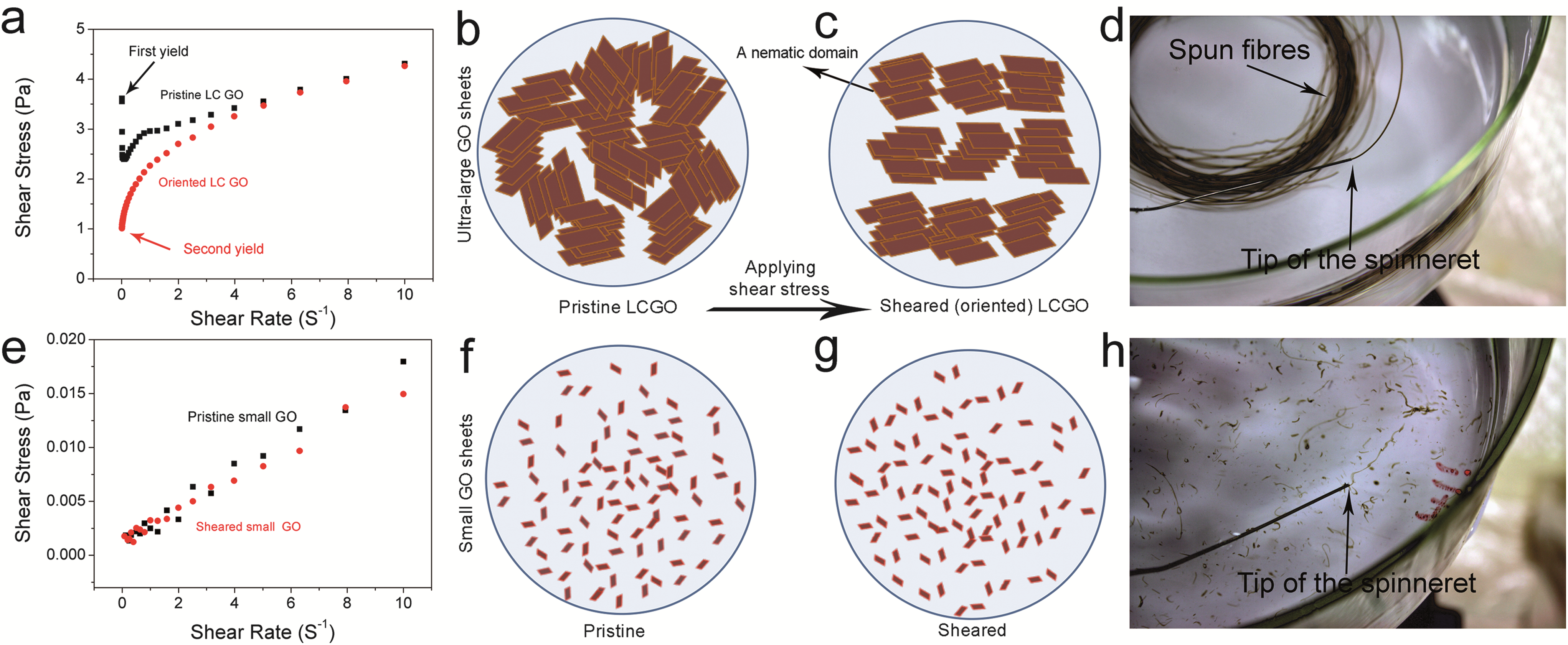 Formation and processability of graphene oxide liquid crystals